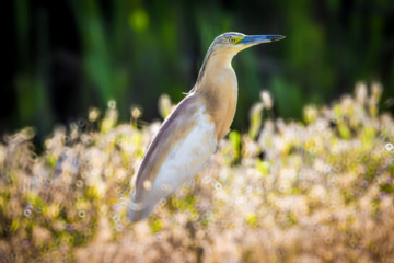 Birdwatching in Iran