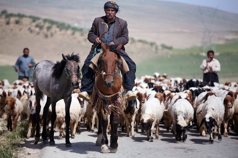 محدودیتی برای کوچ بهاره عشایر کرمانشاه وجود ندارد