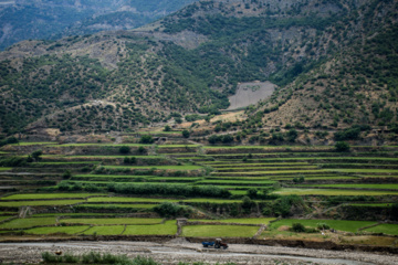 کشت پلکانی شالی در ارتفاعات استان گلستان