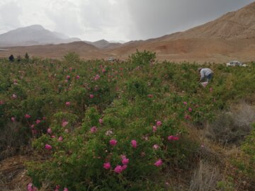 روزهای پایانی برداشت گل محمدی در دامغان