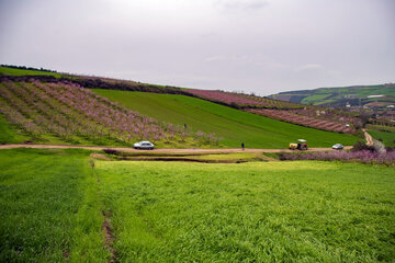 بهار در مازندران