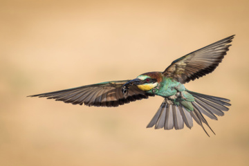 Birdwatching in Iran