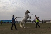 جشنواره ملی زیبایی اسب ترکمن در صوفیان
