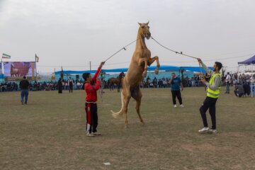 پانزدهمین جشنواره ملی زیبایی اسب ترکمن در صوفیان