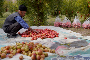 جشنواره انار روستای نمهیل