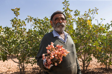 برداشت پسته در ایلخچی