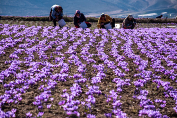 Cosecha de azafrán en el norte de Irán