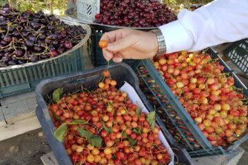 چراغانی گیلاس در شهر اشنویه