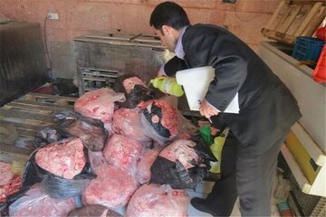 استفاده سودجویان از علائم دامپزشکی برای گوشتهای فاسد در ساوجبلاغ