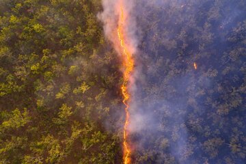 آتش‌سوزی جنگل‌های استرالیا، بهترین عکس حیات‌وحش سال به انتخاب مردم