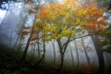 L'automne dans les forêts hyrcaniennes expose la magie de la nature dans chaque feuille. Le paysage intact et pittoresque de ces forêts en automne montre l'importance historique et la diversité végétale de ce trésor naturel iranien. 