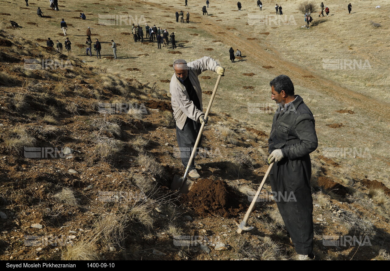 پویش مردمی بذرکاری برای احیای جنگل های زاگرس