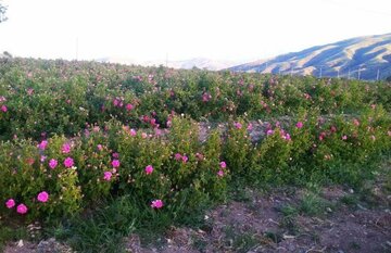 زنجان جزو پنج استان برتر در تغییر الگوی کشت است