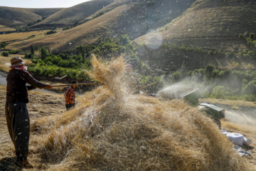 Traditional wheat harvest in western Iran