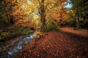 L'automne dans les forêts hyrcaniennes expose la magie de la nature dans chaque feuille. Le paysage intact et pittoresque de ces forêts en automne montre l'importance historique et la diversité végétale de ce trésor naturel iranien. 