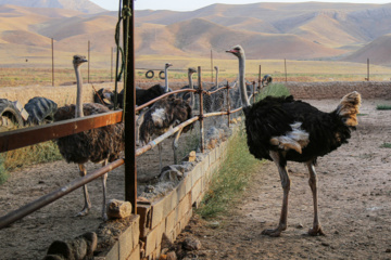 Cría de avestruces en Jorasán del Norte