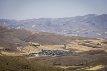 برداشت سنتی گندم از مزارع کردستان