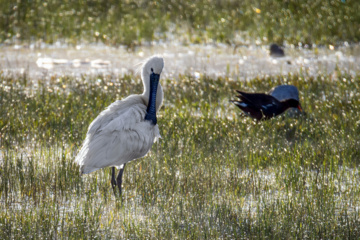 World Migratory Bird Day