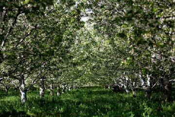 شکوفه باران باغات گیلاس اشنویه