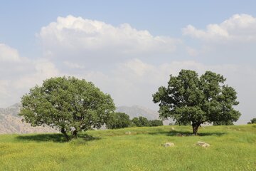 چشم اندازهایی از بهار در طبیعت اندیکا