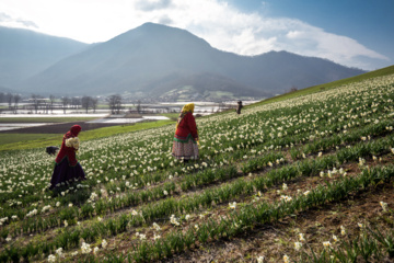 Iran : récolte des narcisses dans la province du Golestan 