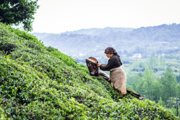 Lahijan tea