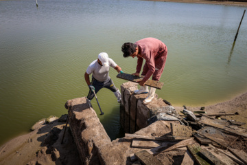 Cosecha de camarones en Chavibdeh 