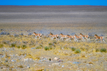 گور ایرانی