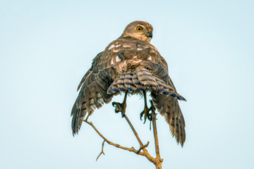 Lesser Kestrel