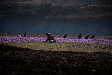 Cosecha de azafrán en el norte de Irán