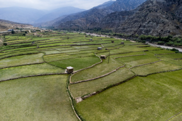 Terraced cultivation of rice in northern Iran