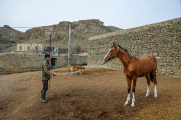 Les chevaux turkmènes de race pure dans la province du Khorasan du Nord