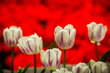 Le Jardin Iranien pour admirer les tulipes dans la capitale Téhéran