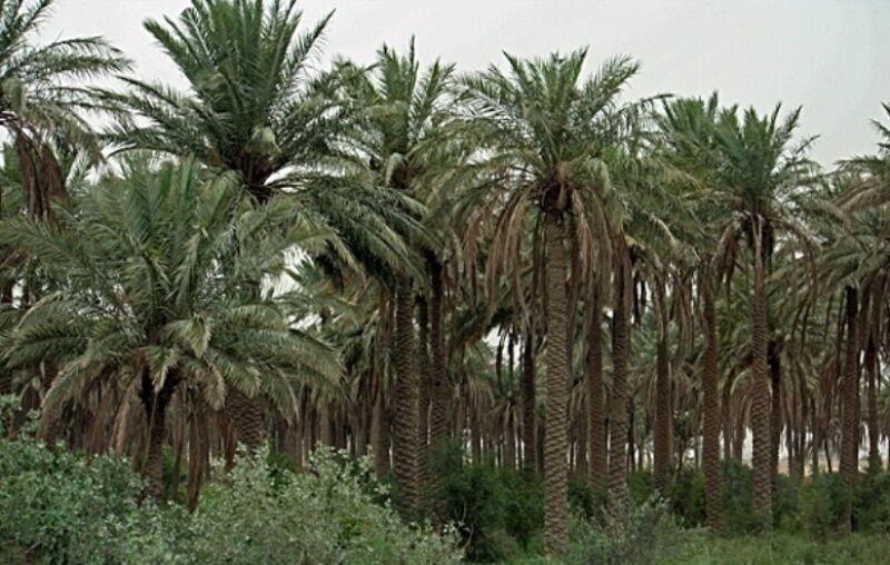  بلای سرطان خرما به جان نخلستان‌های خوزستان 