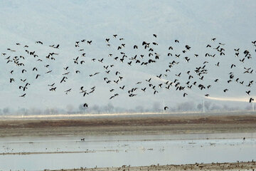 زیستگاه‌های پرندگان مهاجر در ایرانشهر عاری از بیماری آنفلوآنزا است