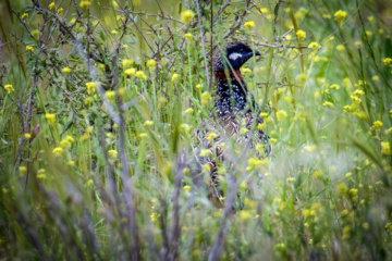 Wildlife of Chamim Region