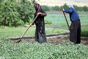 کشاورزی پایدار مبتنی بر حفظ محیط زیست در کرمانشاه دنبال می‌شود