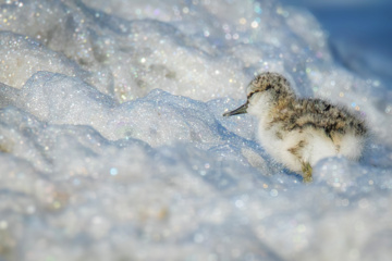 Birdwatching in Iran