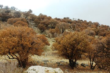 طبیعت پائیزی کوهستان