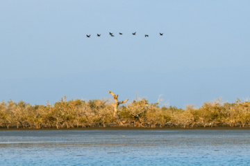 «خور تیاب» زیستگاه پرندگان مهاجر