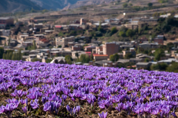 Cosecha de azafrán en el norte de Irán