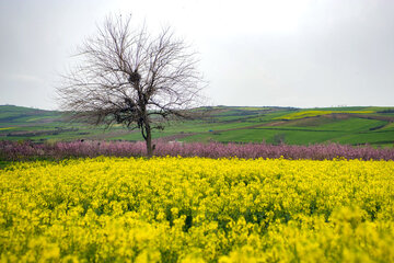 بهار در مازندران