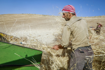 Traditional wheat harvest in western Iran