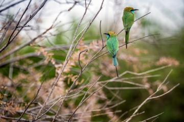 خوزستان کےعلاقے چمیم کی وائلڈ لائف -قرق (Bee eater)