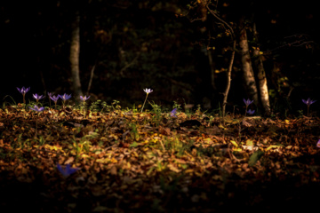 L'automne dans les forêts hyrcaniennes expose la magie de la nature dans chaque feuille. Le paysage intact et pittoresque de ces forêts en automne montre l'importance historique et la diversité végétale de ce trésor naturel iranien. 