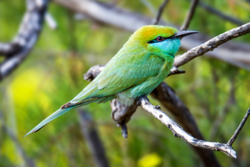 پرنده نگری - زنبورخوار سبز کوچک