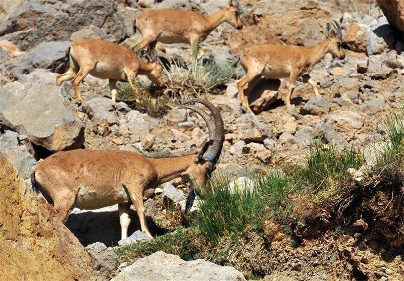 ۴۰ هزار هکتار اراضی حفاظت شده در شهرستان قصرشیرین وجود دارد