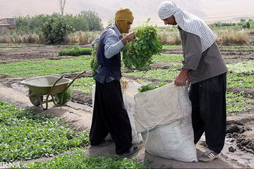 ۲۰۰ هزار نفر در استان کرمانشاه عضو تعاون روستایی هستند