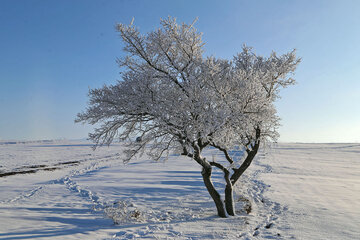 Snowy day 