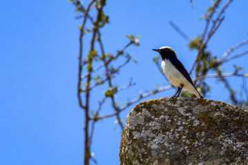 World Migratory Bird Day